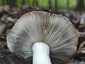 Feketésvörös galambgomba (Russula undulata), Budai-hegység